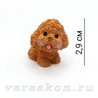 Щенок абрикосового пуделя