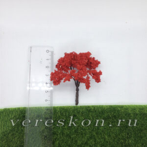 Клён красный