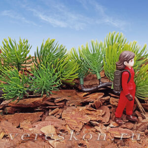 Кедровый стланик