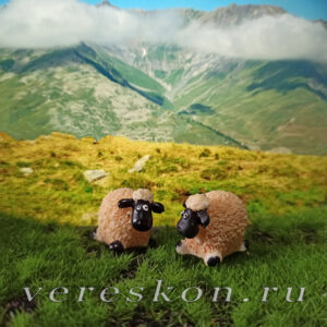 Овца кудрявая