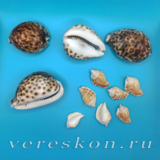 Ракушки натуральные (за 1 шт.)