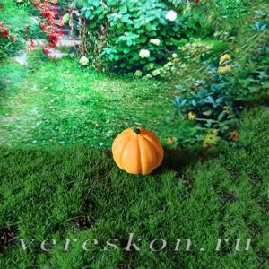 Тыква средняя