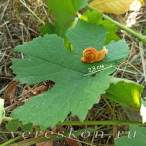 Улитка реалистичная